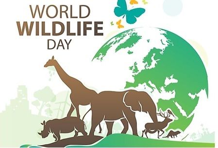 30+ World Wildlife Day Trivia Questions!