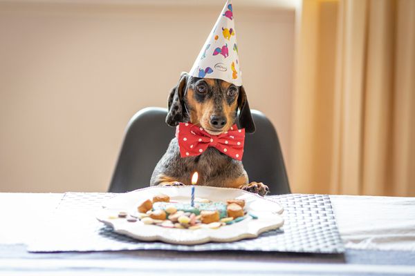 45+ Pawsome Pawty Trivia Questions